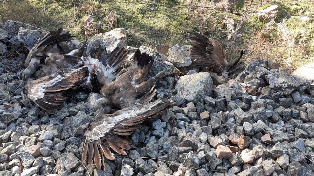 conflict between transport infrastructure and bird conservation in Spain_Collision with train and Griffon Vultures_Chema Garcia: Blanco's Laboratory