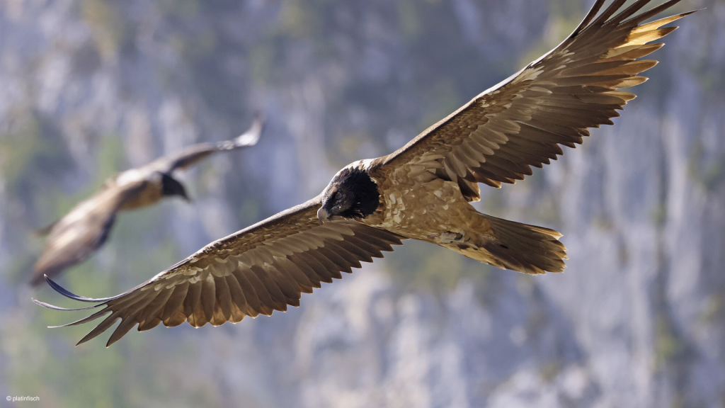 Why we need vultures - Vulture Conservation Foundation