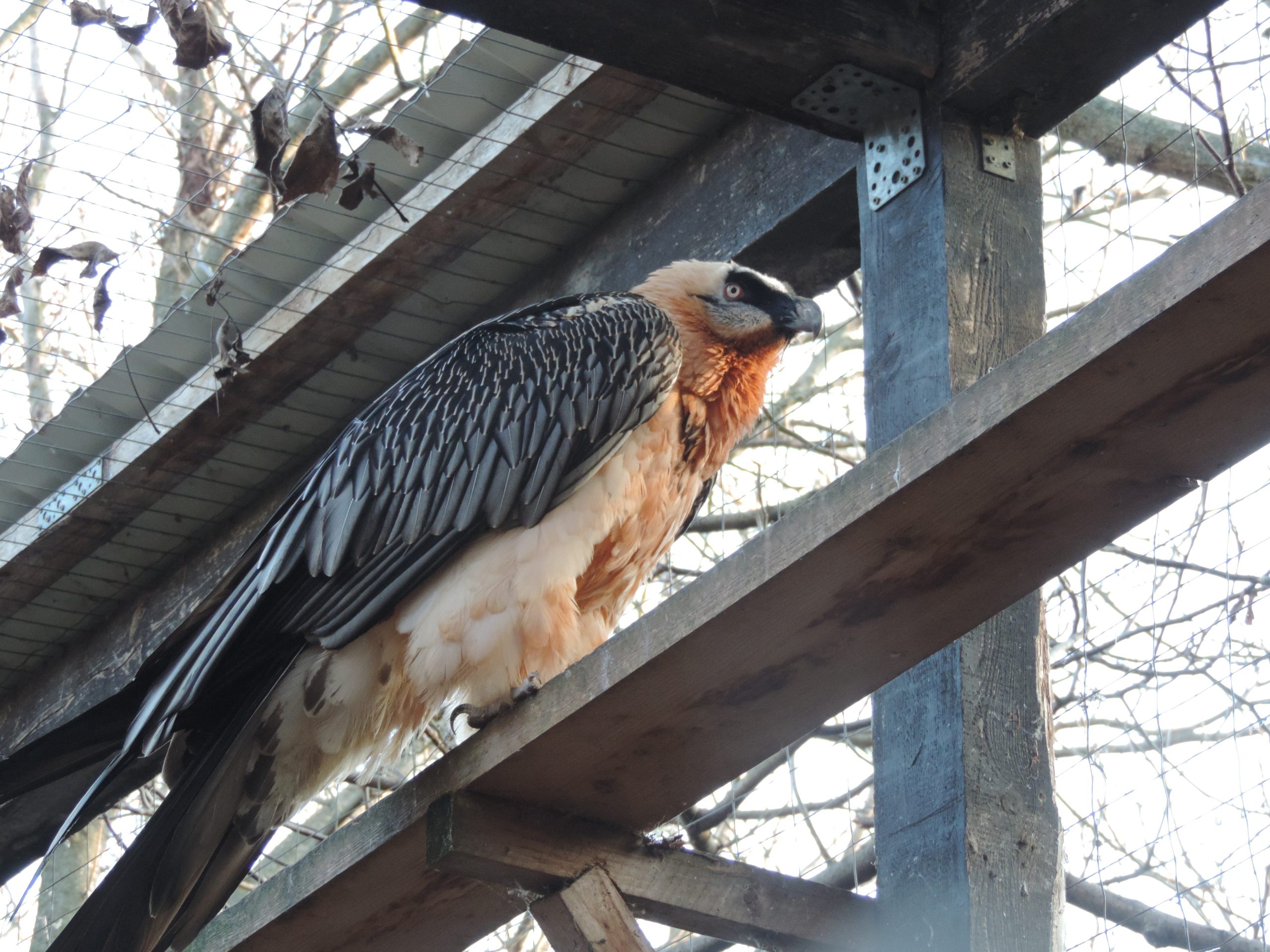The Bearded Vulture egglaying season in captivity started very early
