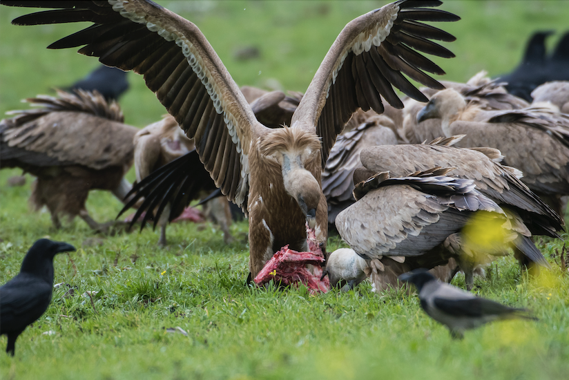 Griffon Vultures Sardinia