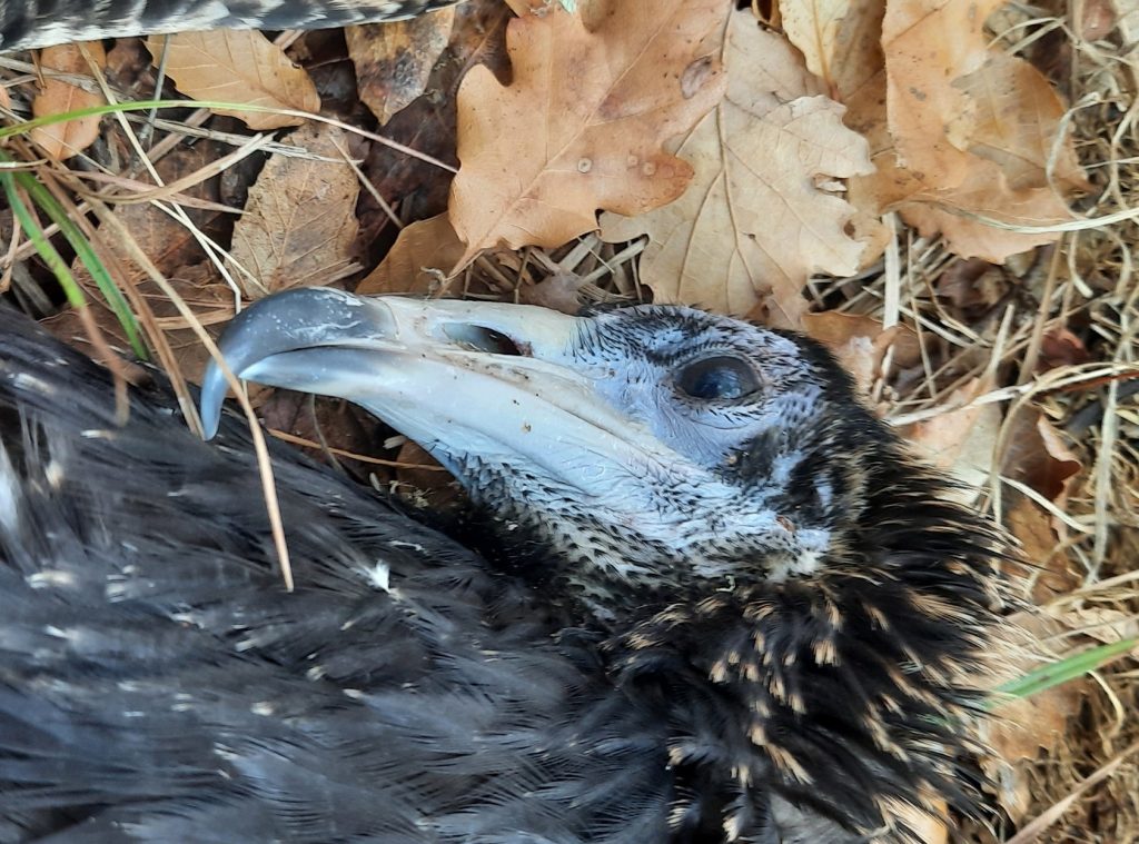 Egyptian Vulture Juanita released in Italy dies from electrocution in Italy