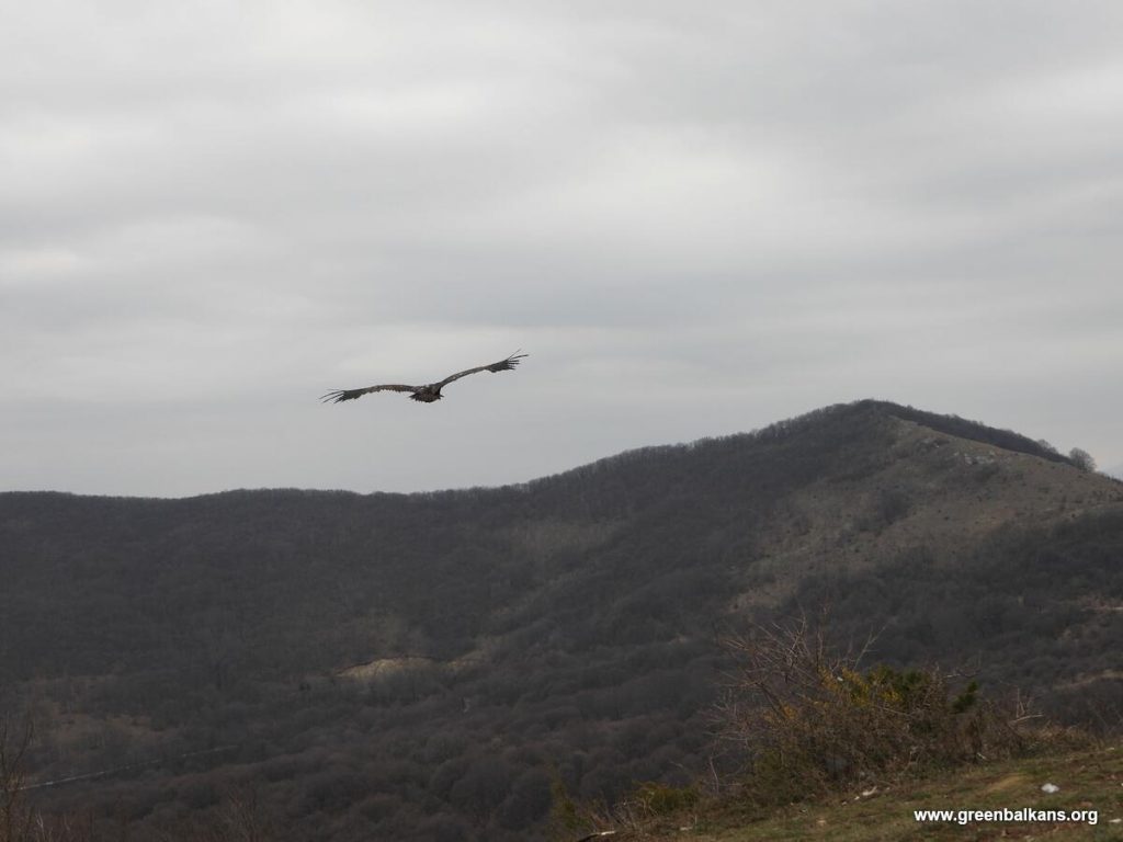 First flight of Cinereous Vulture Kutelka in Bulgaria © Green Balkans