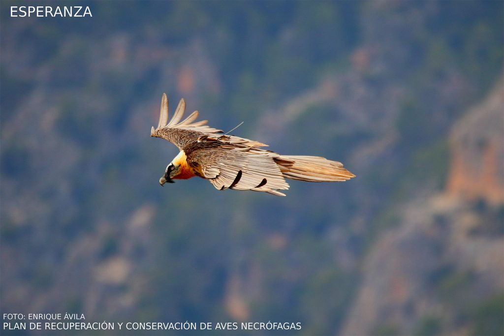 The new Bearded Vulture breeding season kicks off in Andalusia