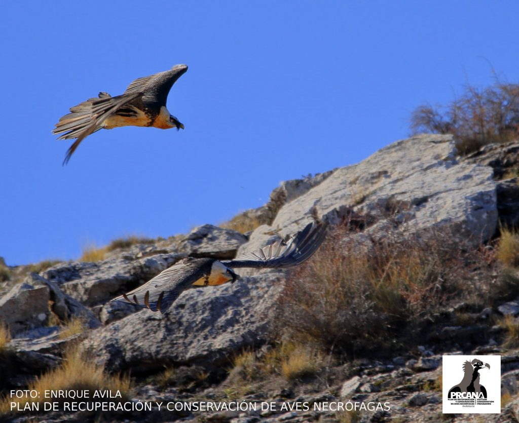 The new Bearded Vulture breeding season kicks off in Andalusia