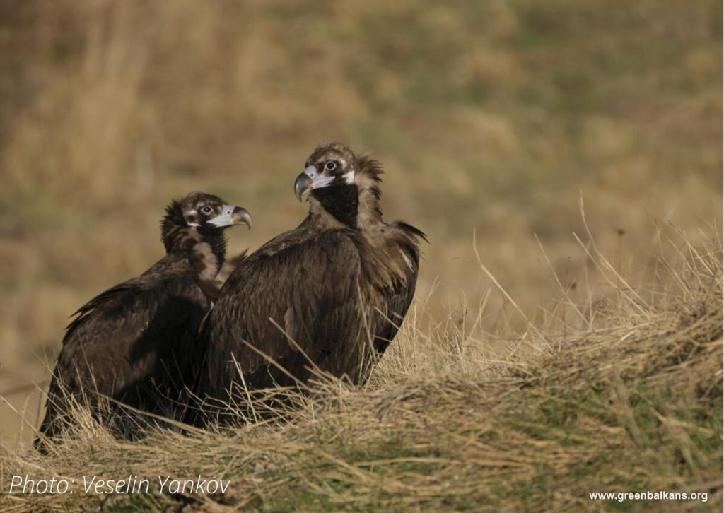 Cinereous Vulture pair: Kutelka and Vrachanski Balkan © Veselin Yankov