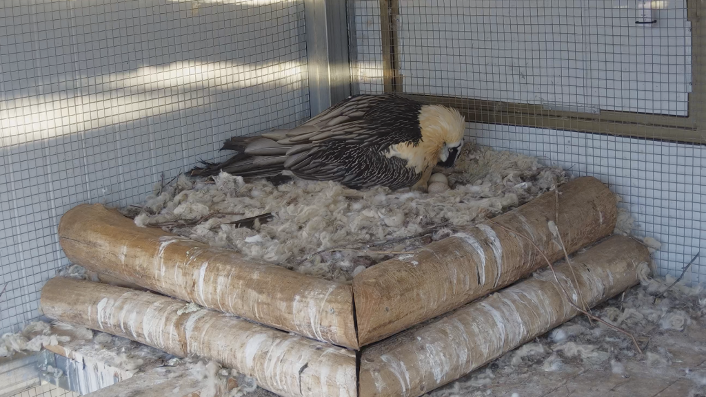 BG551 incubating clutches at Vallcallent_Bearded Vulture captive breeding