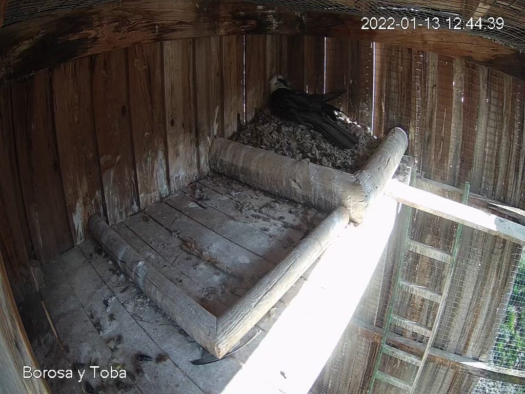 Borosa incubating_Bearded Vulture captive breeding centre 