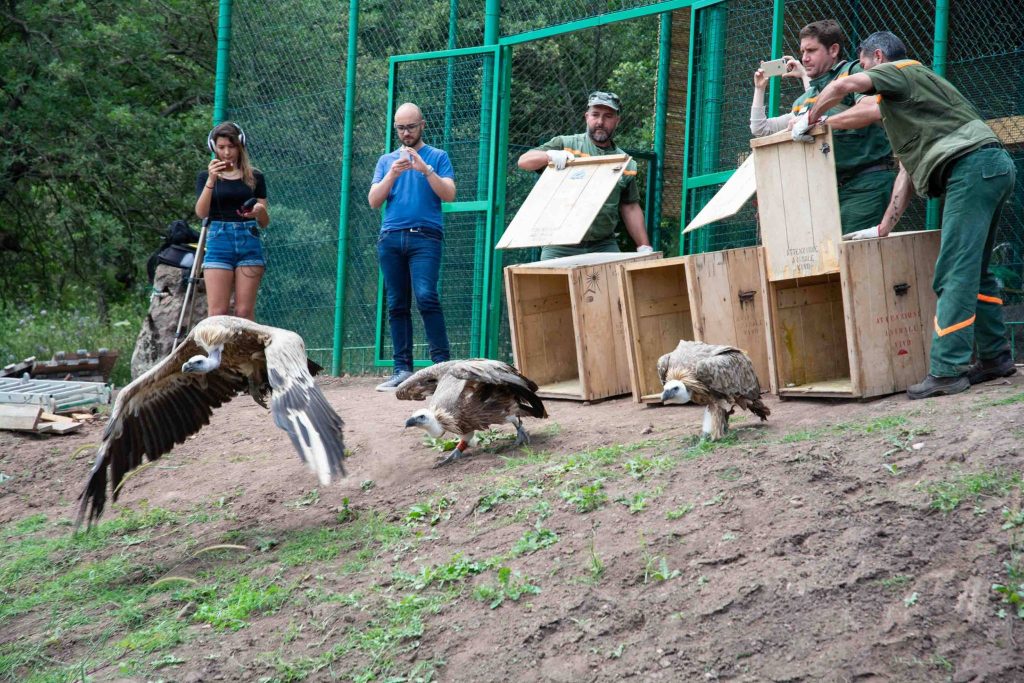 Releasing Griffon Vultures i n June 2018 at Monte Minerva, Sardinia, as part of restocking efforts © LIFE Under Griffon Wings