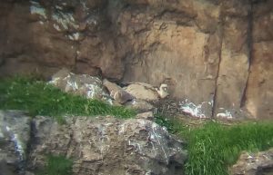 LIFE Safe for Vultures An older Griffon Vulture pair inaugurates the new breeding season in Sardinia linkcard