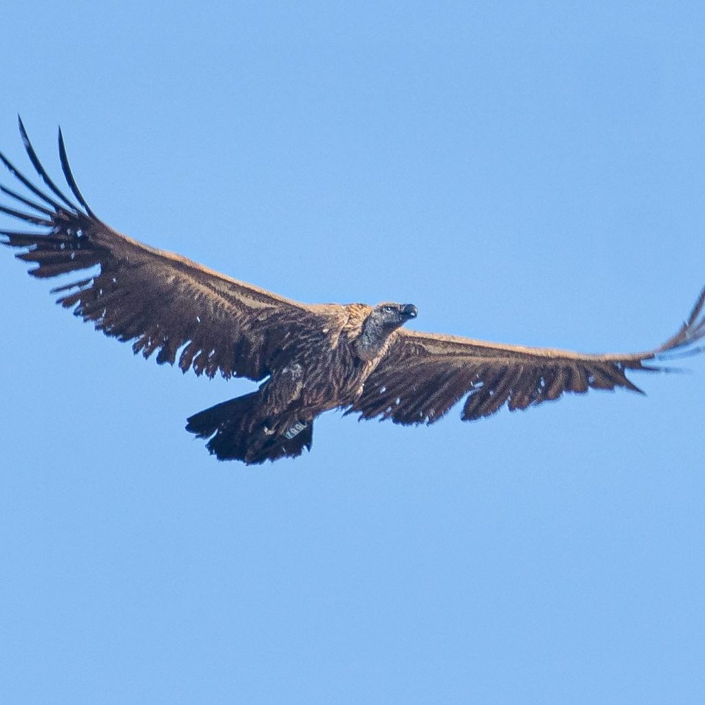 First African White-backed Vulture fitted with GPS transmitter in Spain and Europe