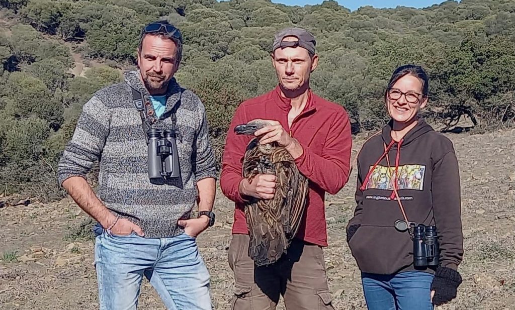 First African White-backed Vulture fitted with GPS transmitter in Spain and Europe