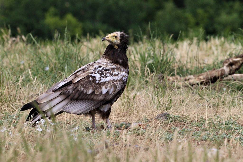 Egyptian Vulture Ferdinand_Egyptian Vultures releases in the Eastern Rhodopes in 2021