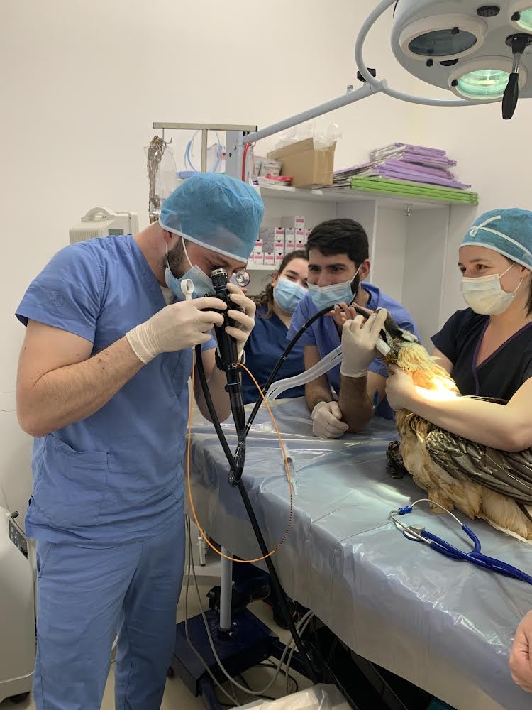 Veterinarians save Bearded Vulture that swallowed a knife in Georgia