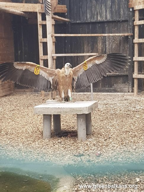 One of the Griffon Vultures released at Sinite Kamani Nature Park