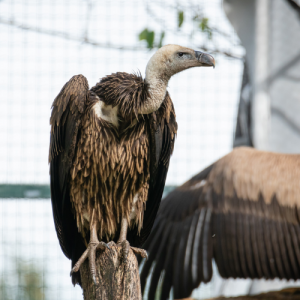 Ruppell's Vulture GPS transmitter maps thumbnail