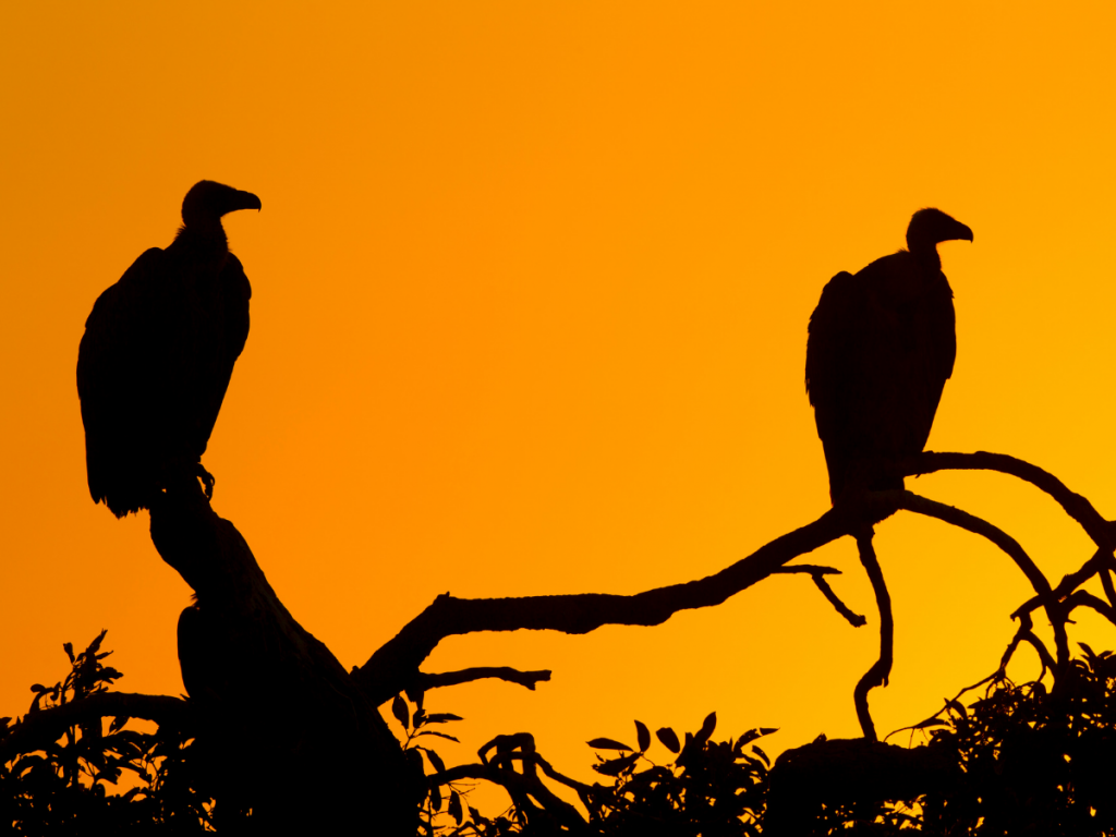 White-backed Vultures perching on a tree at sunset in South Africa