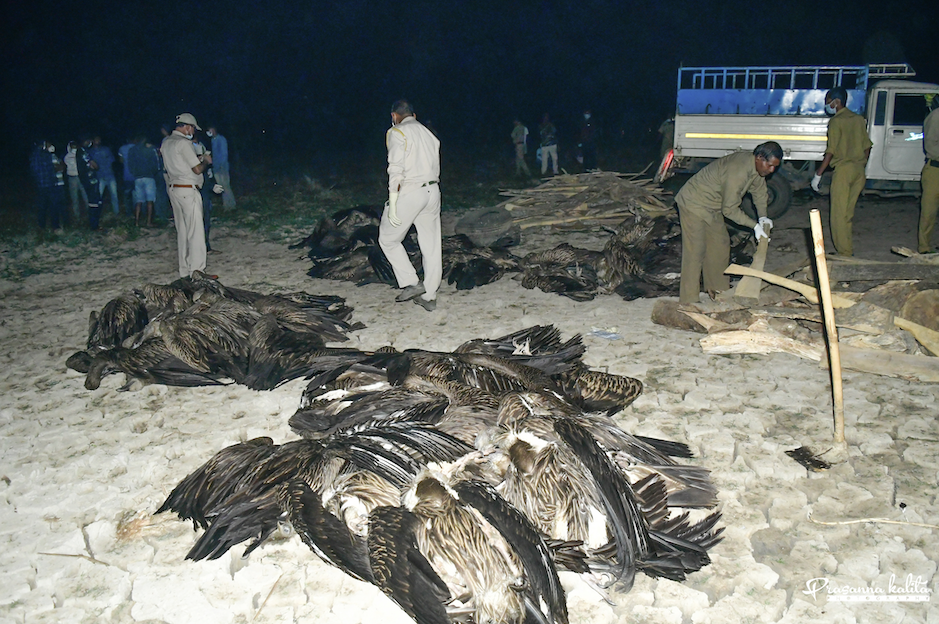 Vultures poisoning deaths and burning carcasses Assam_Prasanna Kalita