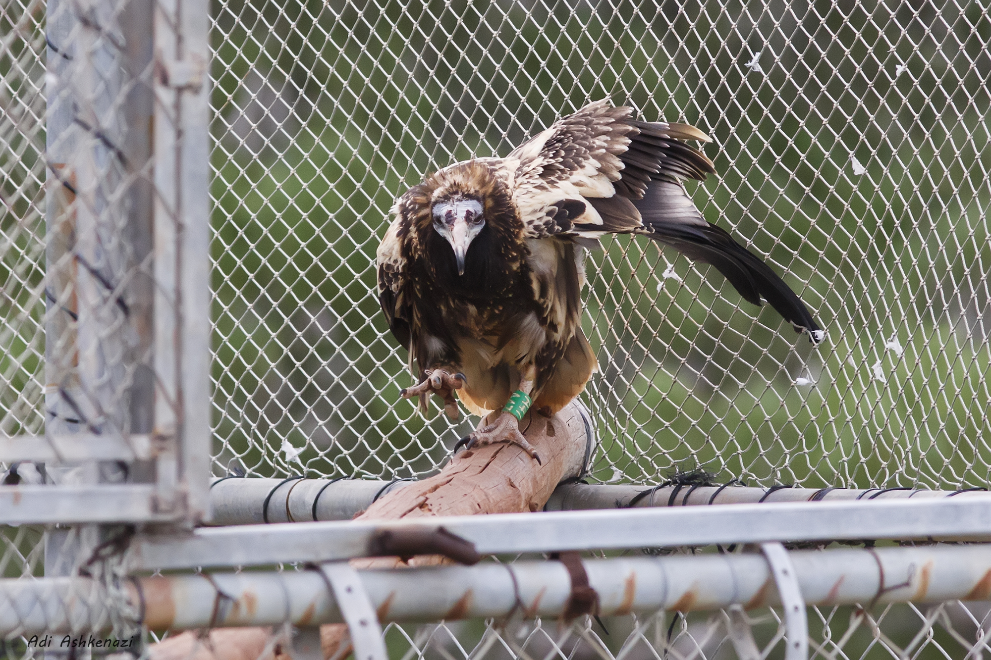 Releasing captive-bred Egyptian Vultures to the wild in Israel – is the reintroduction project working?