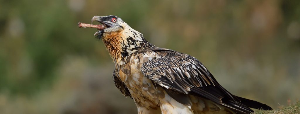 Bearded Vulture eating bone