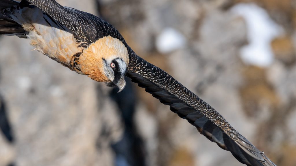 Bearded Vulture in flight © Hansruedi Weyrich