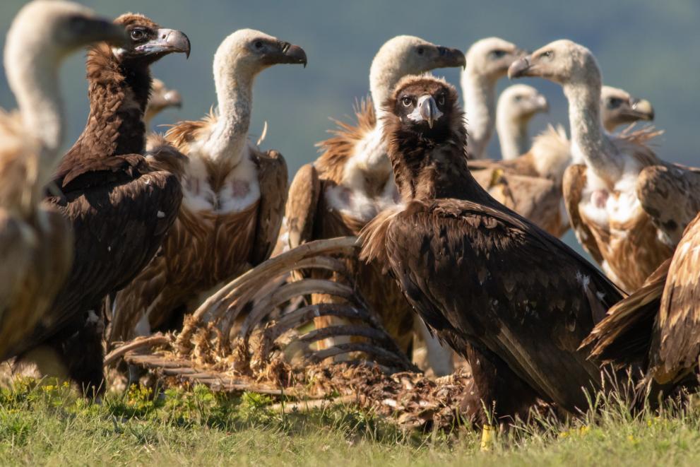 Griffon Vultures and Cinereous Vultures in Bulgaria