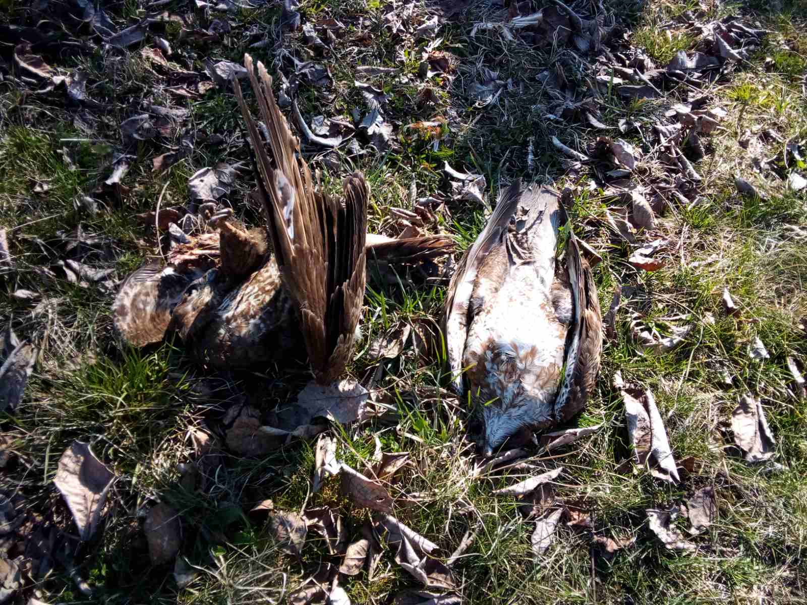 Serious poisoning incident causes mass mortality of protected birds in Serbia