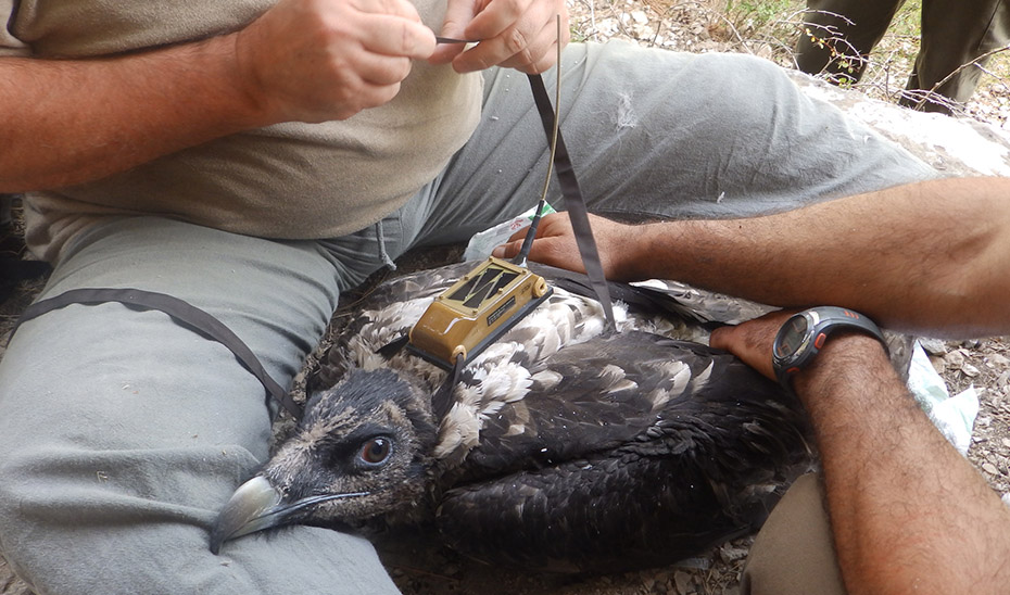 Esperanza, the first wild-hatched Bearded Vulture in Andalusia since reintroduction project, builds its first nest