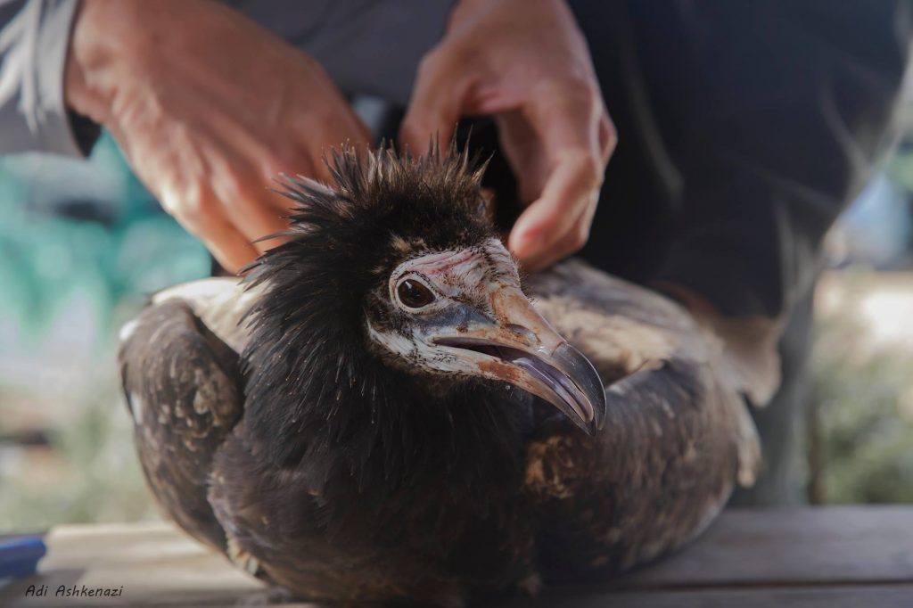 Releasing captive-bred Egyptian Vultures to the wild in Israel – is the reintroduction project working?