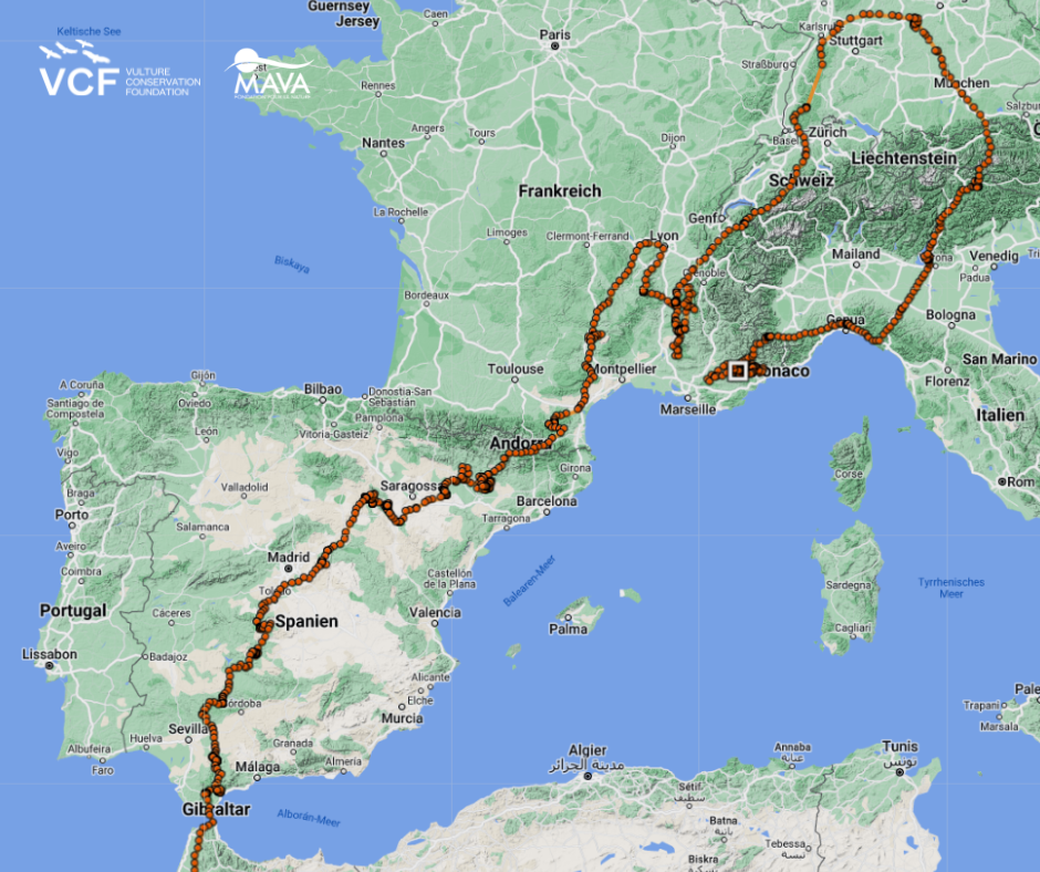 Egyptian Vulture Buoux explores unusual corners of Europe