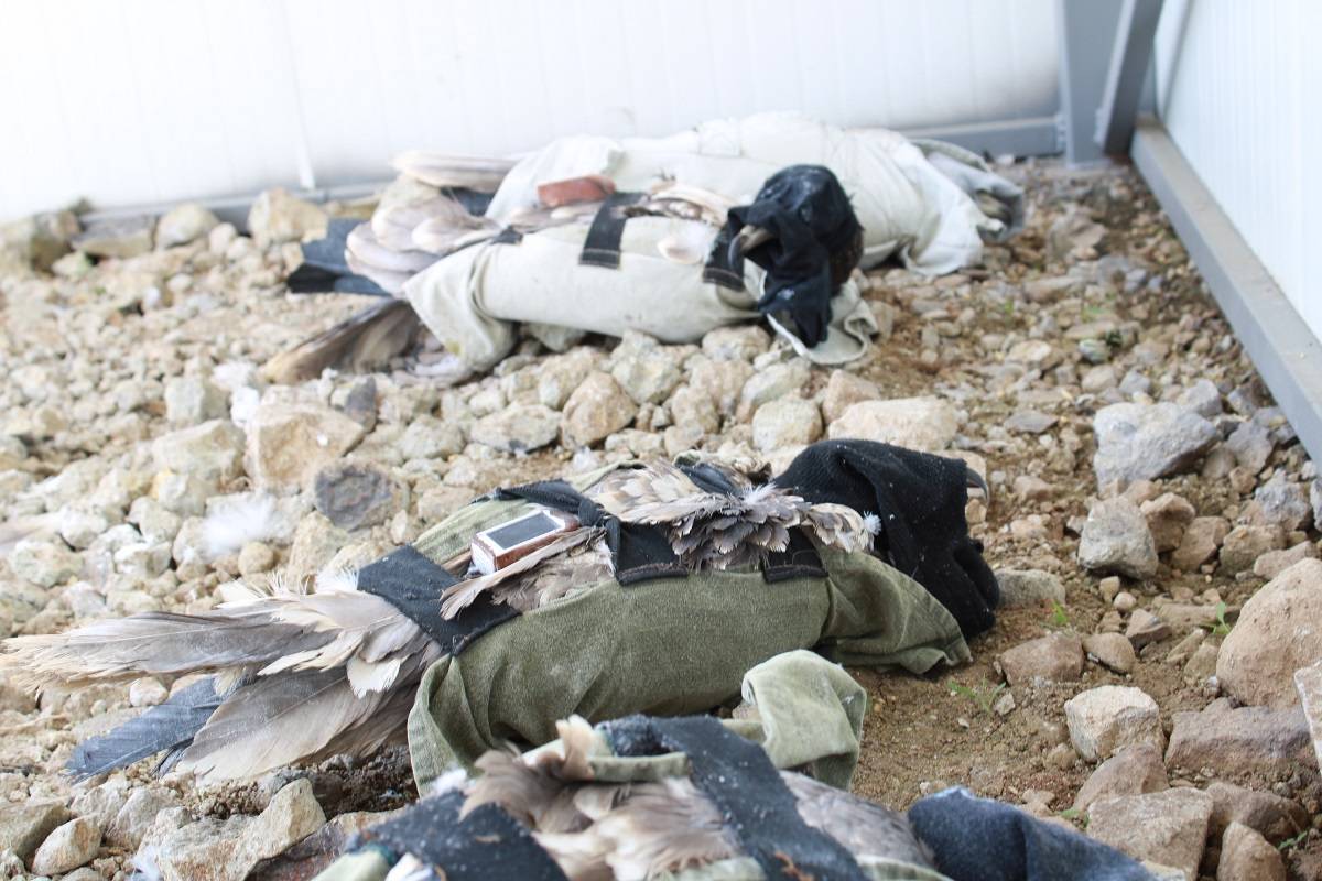 Six Egyptian Vultures released in Bulgaria to reinforce population_Vladimir Dobrev