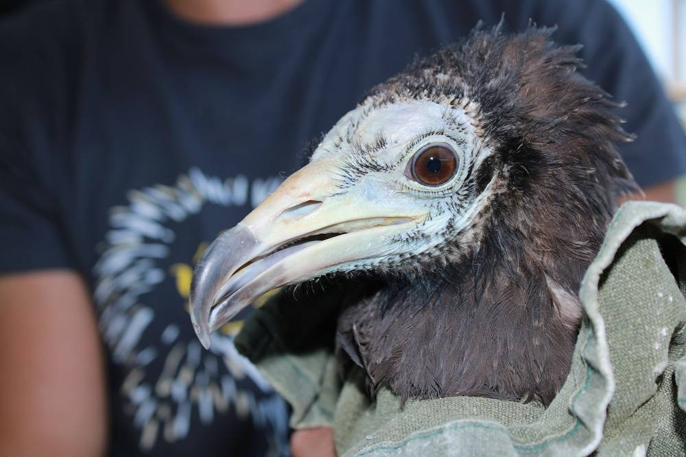 Six Egyptian Vultures released in Bulgaria to reinforce population_Vladimir Dobrev 2