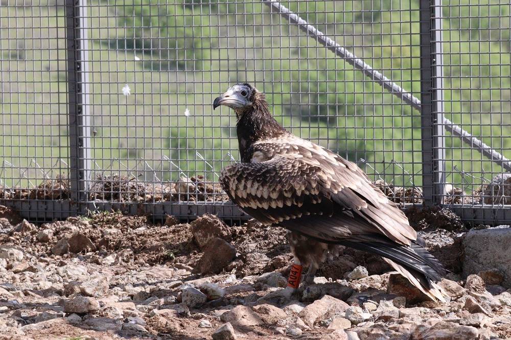 Six Egyptian Vultures released in Bulgaria to reinforce population_Volen Arkumarev