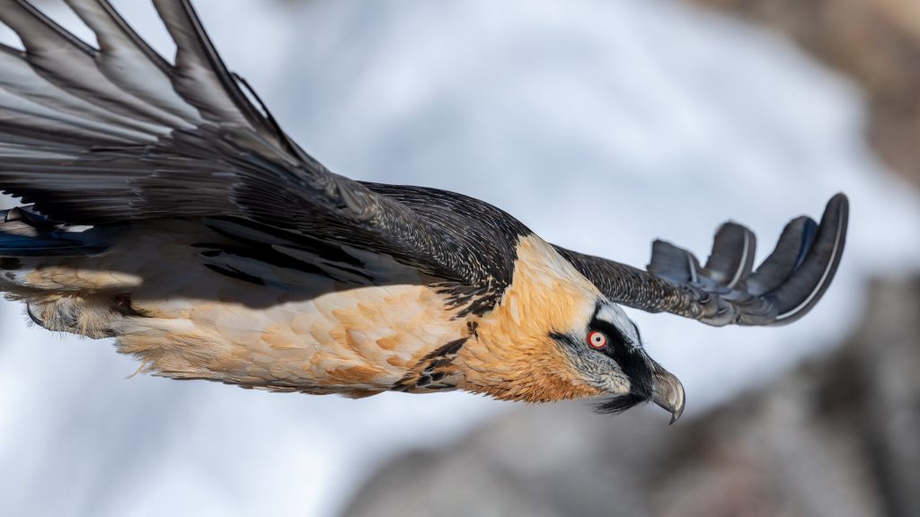 Bearded Vulture in flight © Hansruedi Weyrich