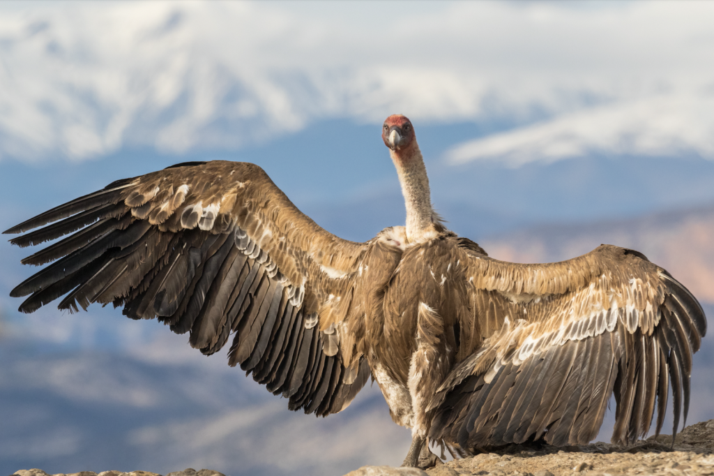 Griffon Vulture © Pilar Oliva