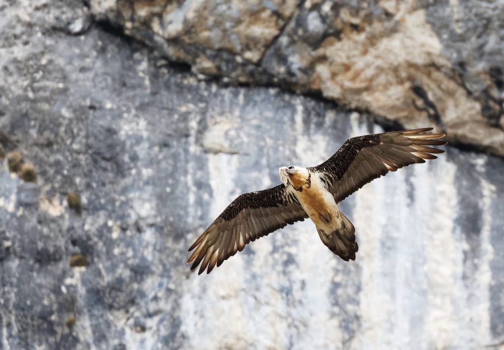 Adult Bearded Vulture in Vercors _Olivier Teilhard