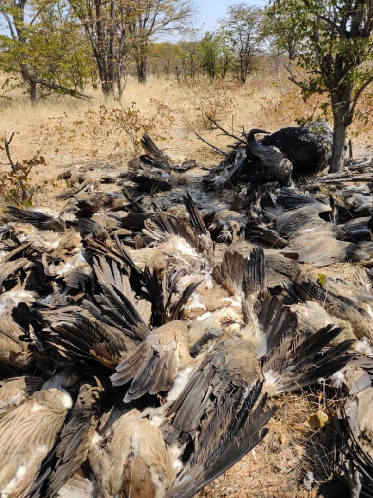 vulture mass poisoning Africa