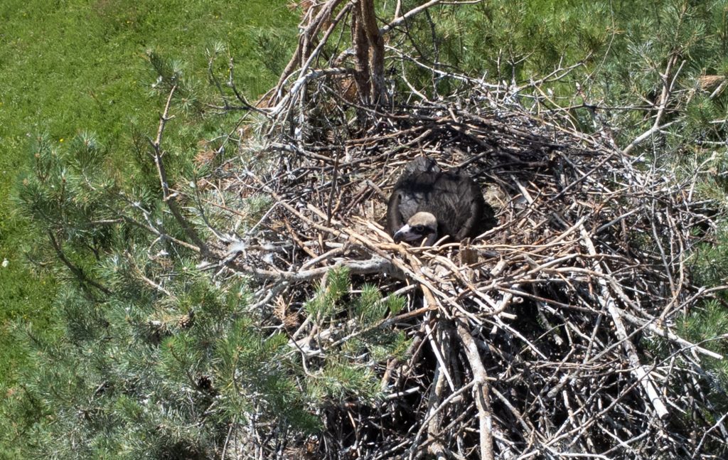 Second Cinereous Vulture Bulgaria