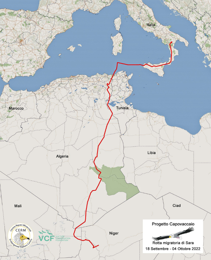 Egyptian Vulture Sara movements