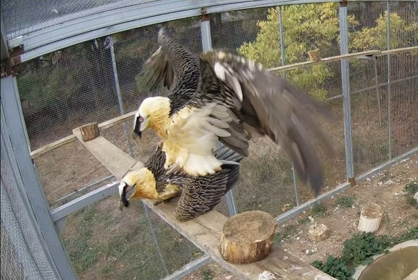 Aïnat and Sombra copulating start of bearded vulture breeding season