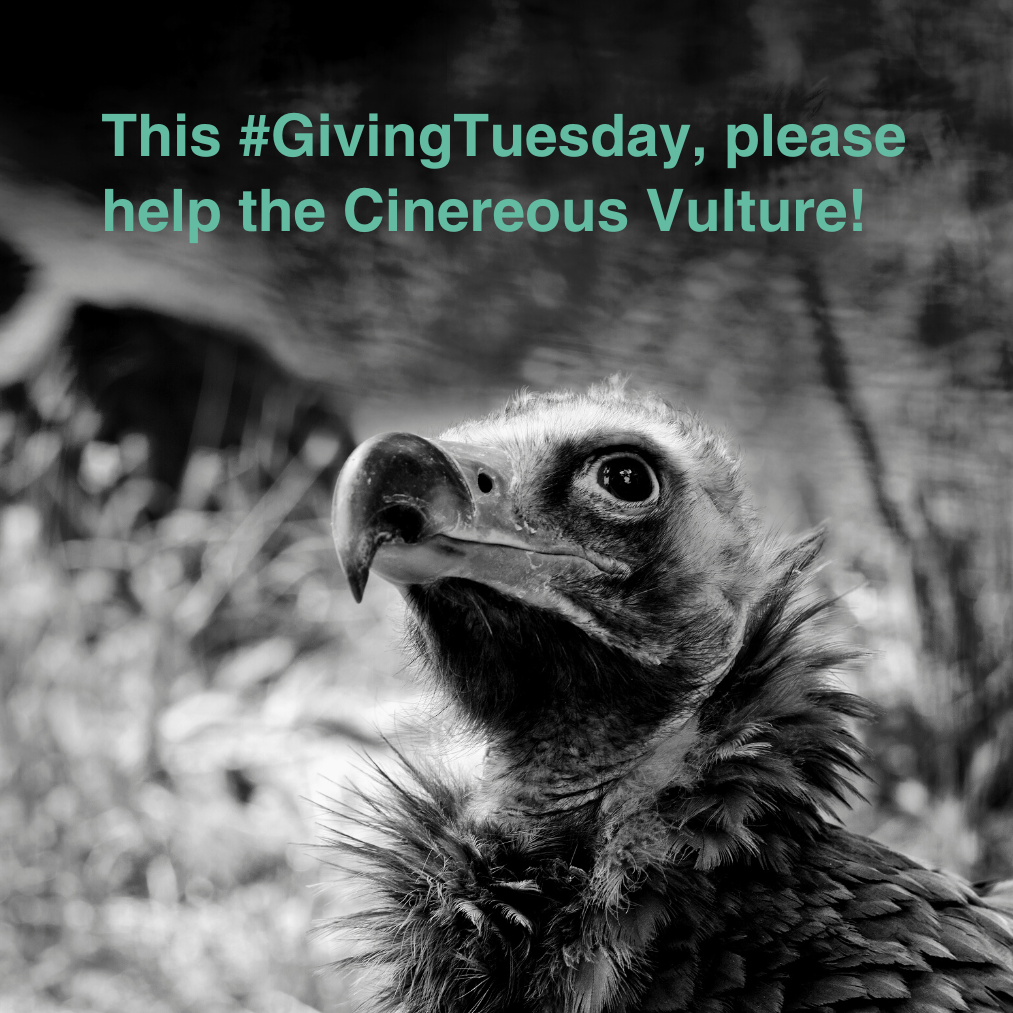 #GivingTuesday Cinereous Vultures 2