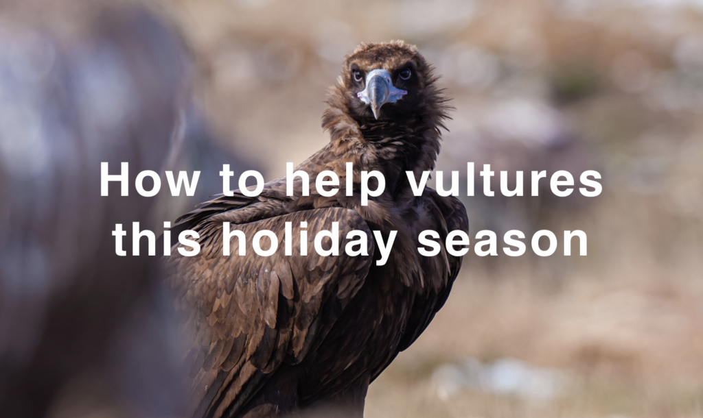 how to help vultures this holiday season