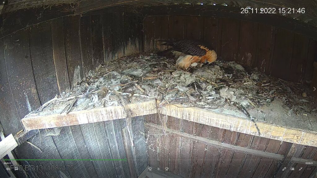 first egg bearded vulture season 2022 2