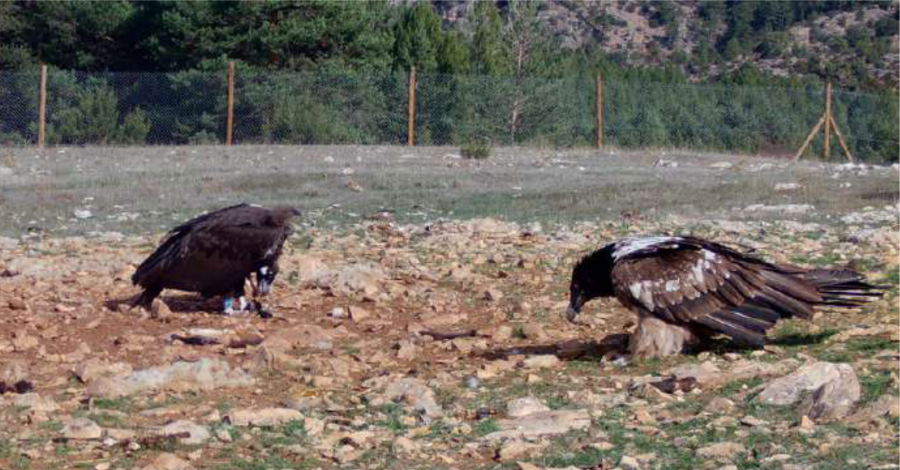 Bearded Vulture Ereta Maestrazgo project at the Feeding station with Cinereous Vulture © Jorge Fernández