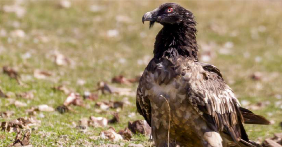 Bearded Vulture/ Maestrazgo project © Javier Blasco