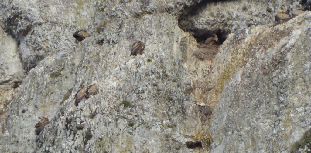 Griffon Vulture colony Bulgaria_FWFF