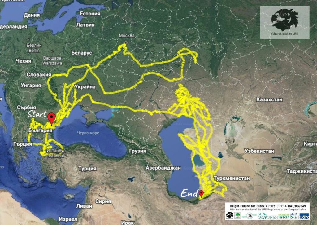 The journey of Cinereous Vulture Dzhuranli ended in Iran