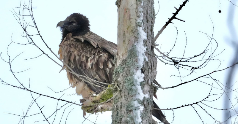 Bearded Vulture Eglazine recently photographed in Germany © Uwe Staehler