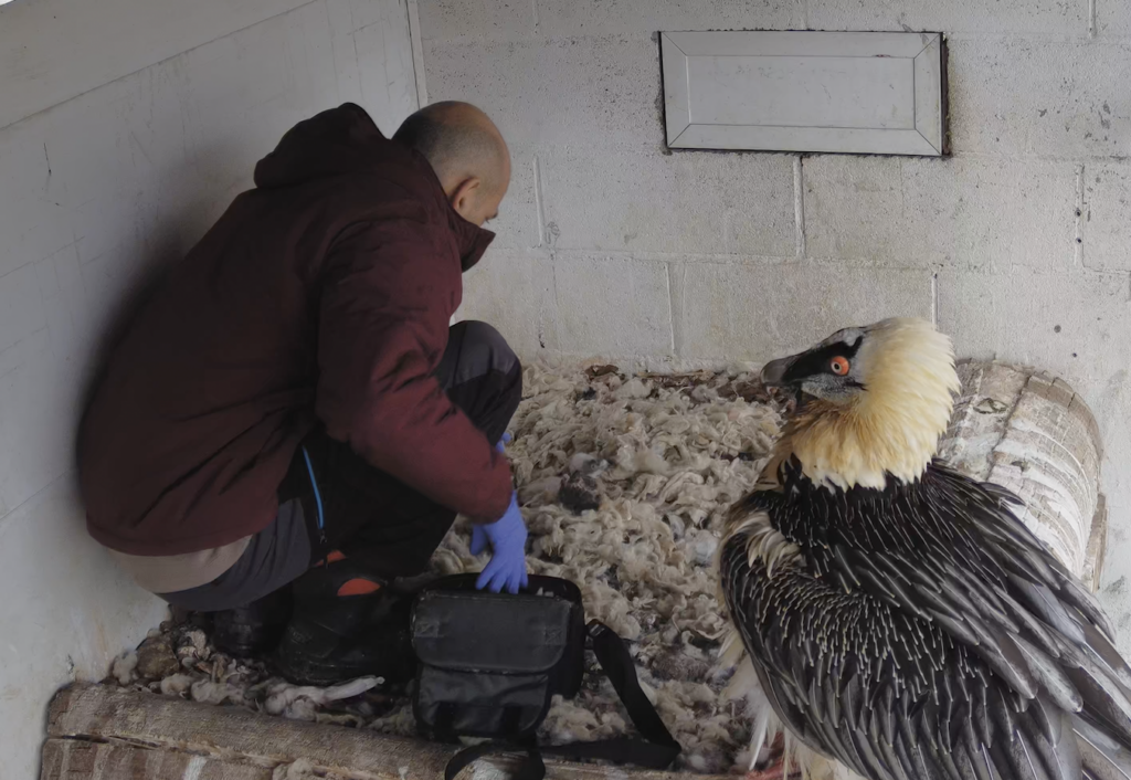 Alex placing the chick at Kajazo's nest for adoption © Vulture Conservation Foundation