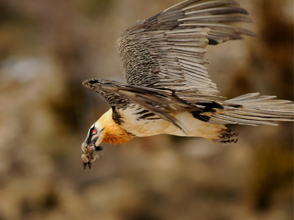 Bearded Vulture in flight carrying a bone © Bruno Berthemy