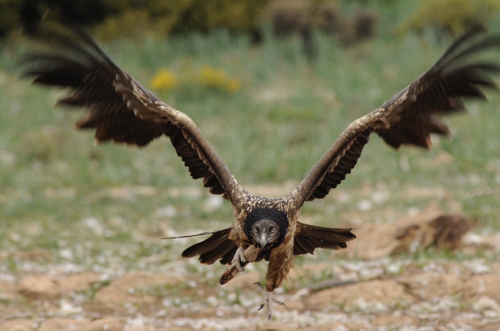 Bearded Vulture_Bruno Berthemy